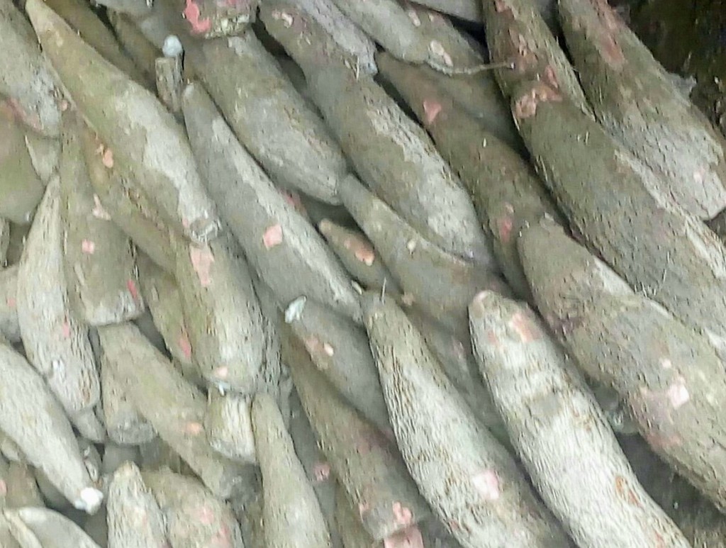 Yuca