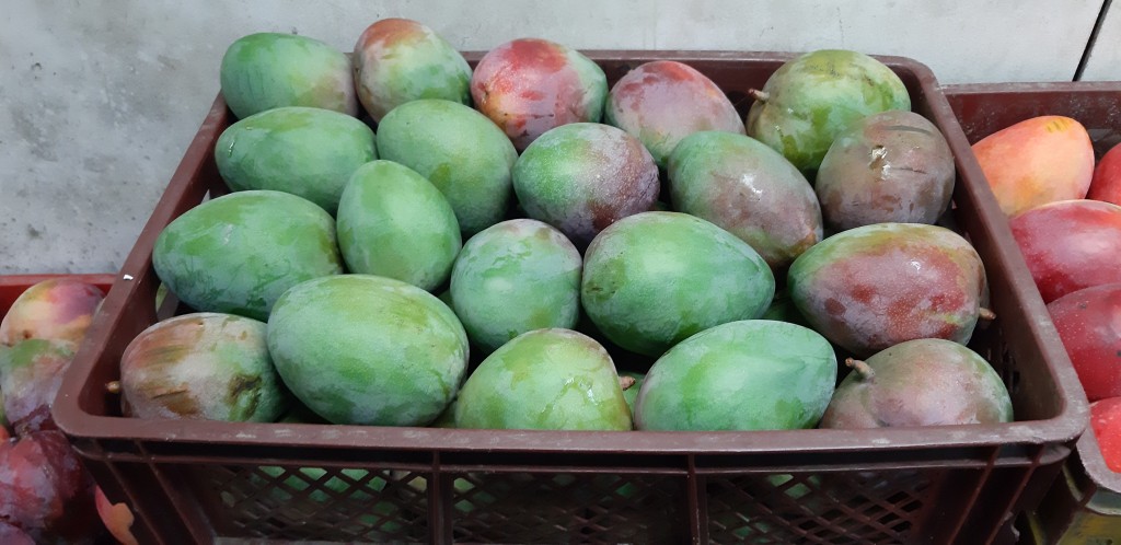 Mango kent