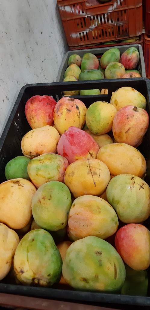 Mango criollo — foto 10 de 10