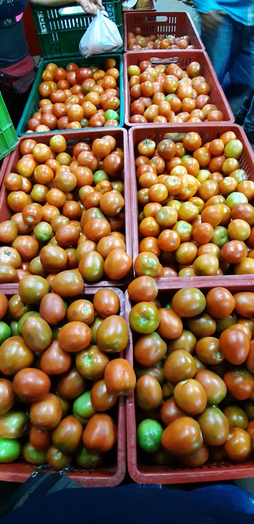 Tomate chonto