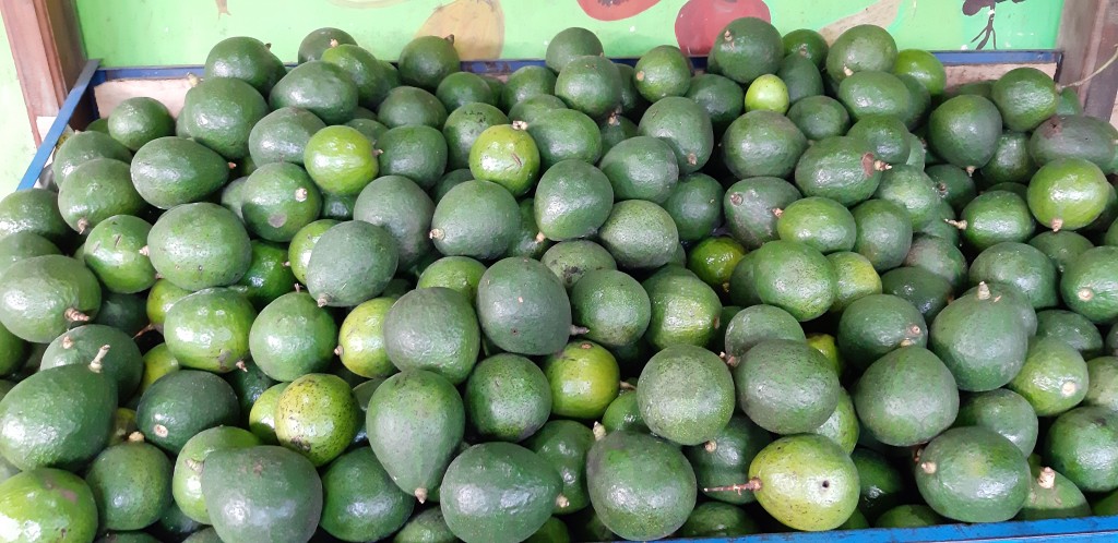 Aguacate injerto