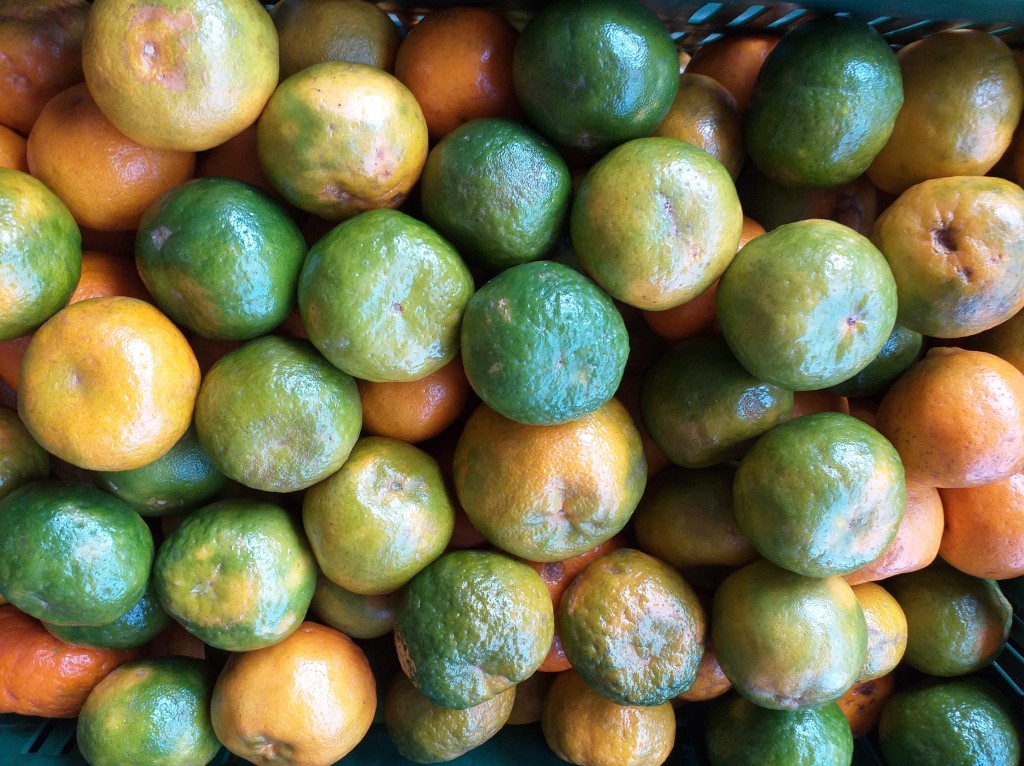 Mandarina oneca