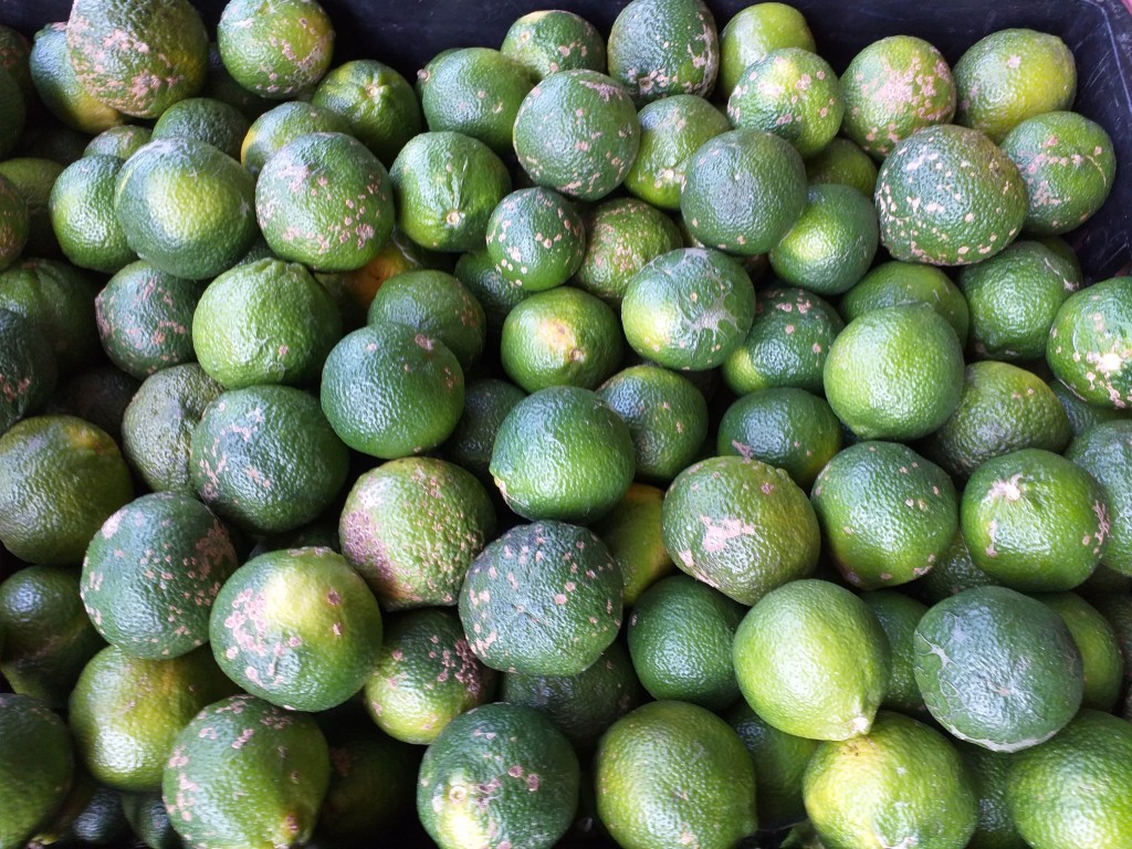 Limon mandarino