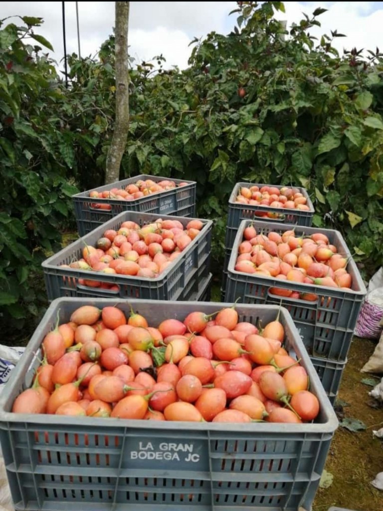 Tomate de árbol 1ra