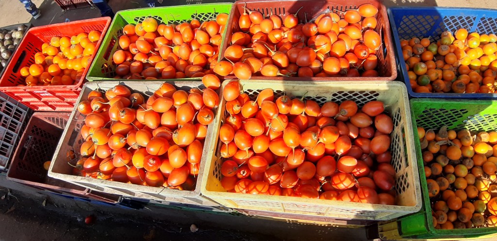 Tomate de árbol 1ra
