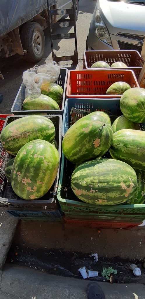 Sandia gruesa