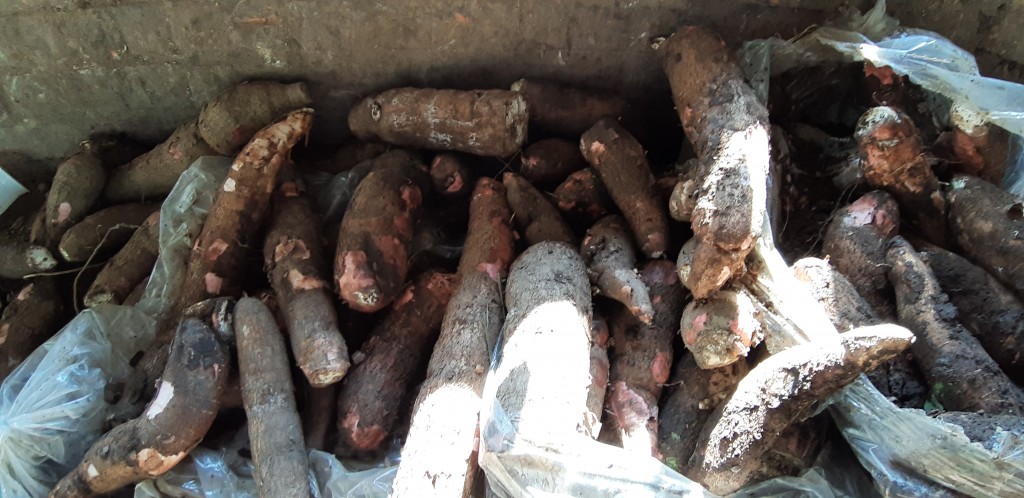 Yuca ica