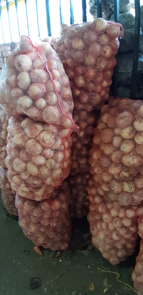 Cebolla de huevo pareja