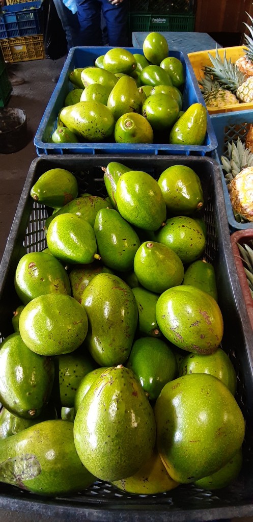 Aguacate papelillo 2da