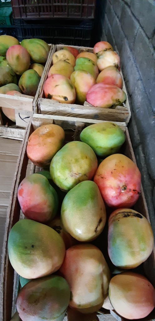 Mango manzano