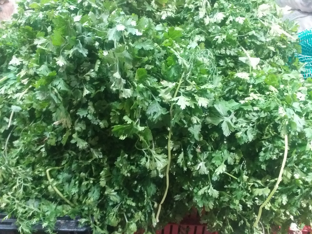Cilantro