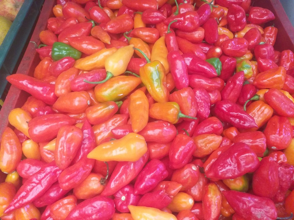 Aji habanero