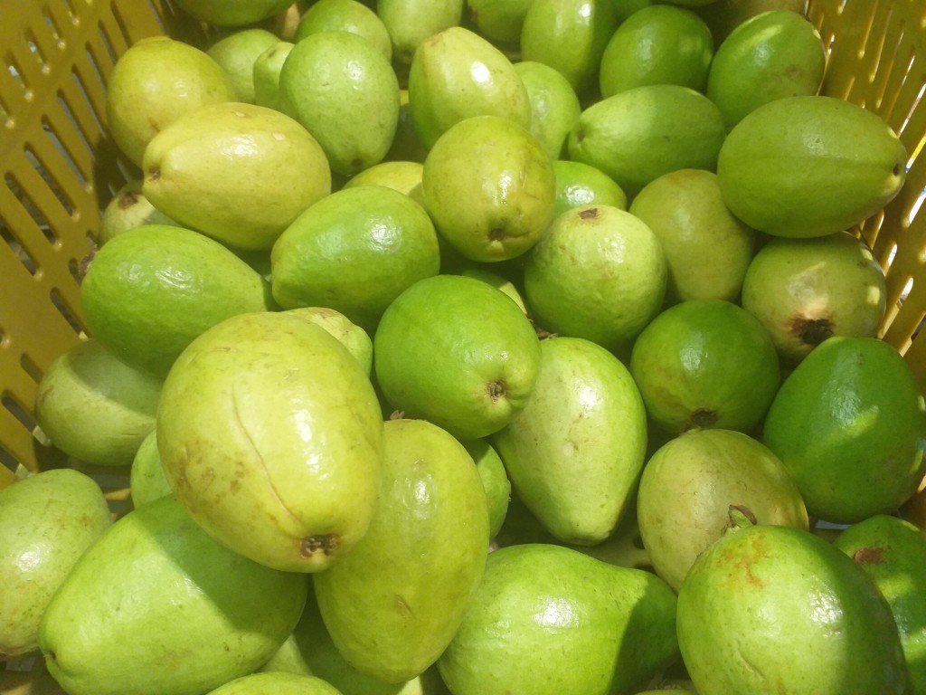 Guayaba extra