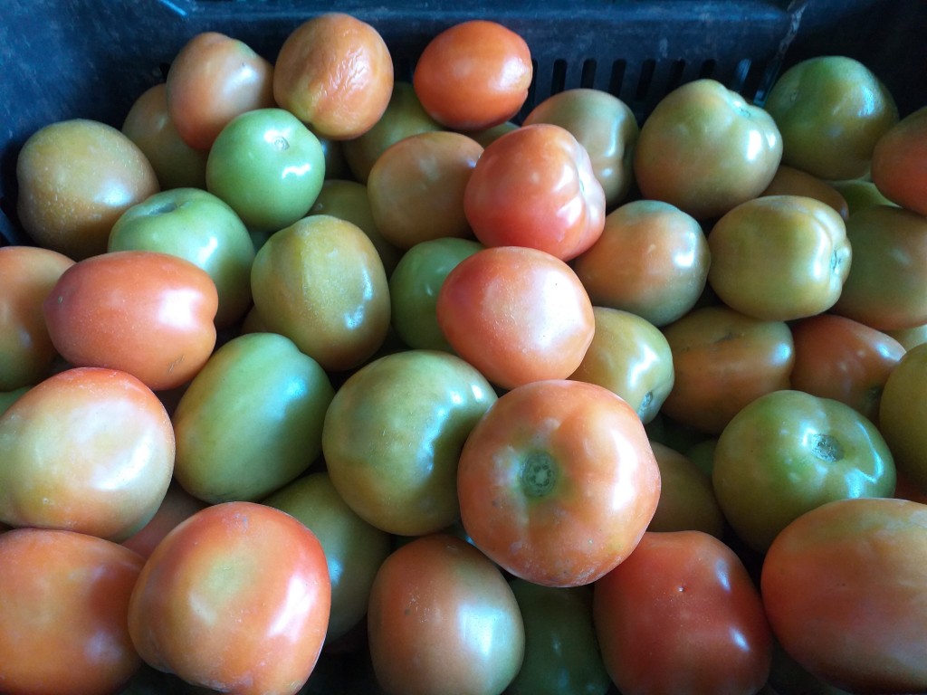 Tomates