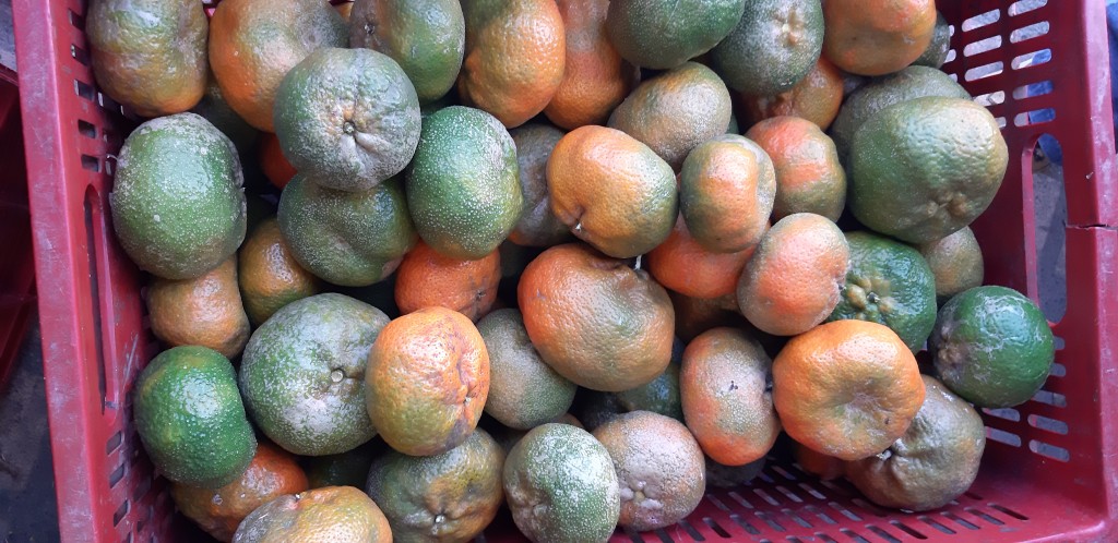 Mandarina arrayana gruesa