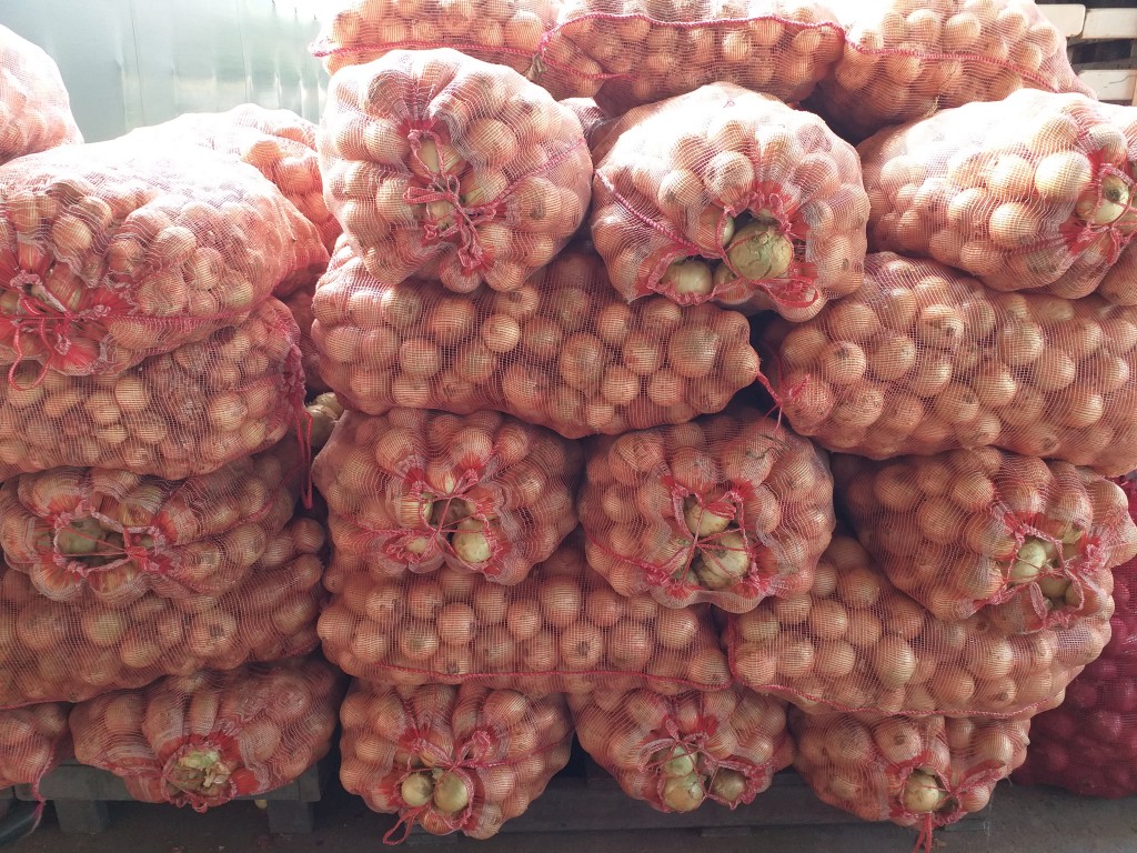 Cebolla blanca gruesa