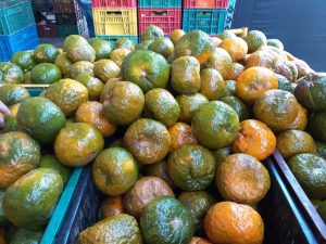 Mandarina Reina