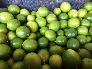 Limon tahiti