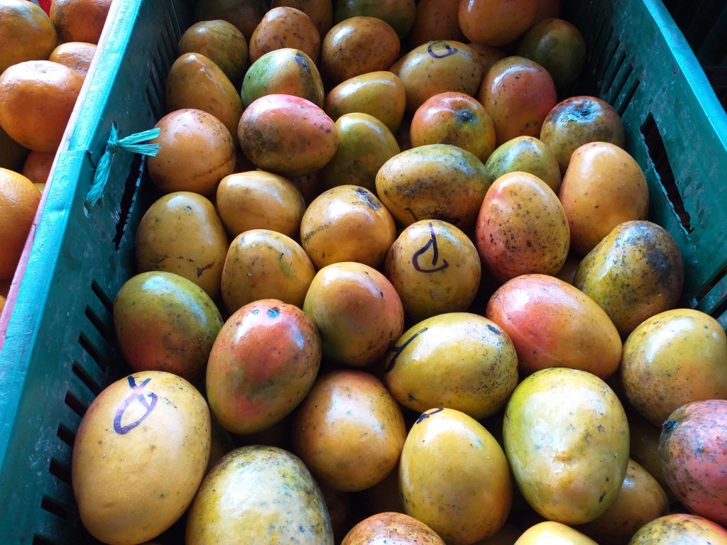 Mango criollo