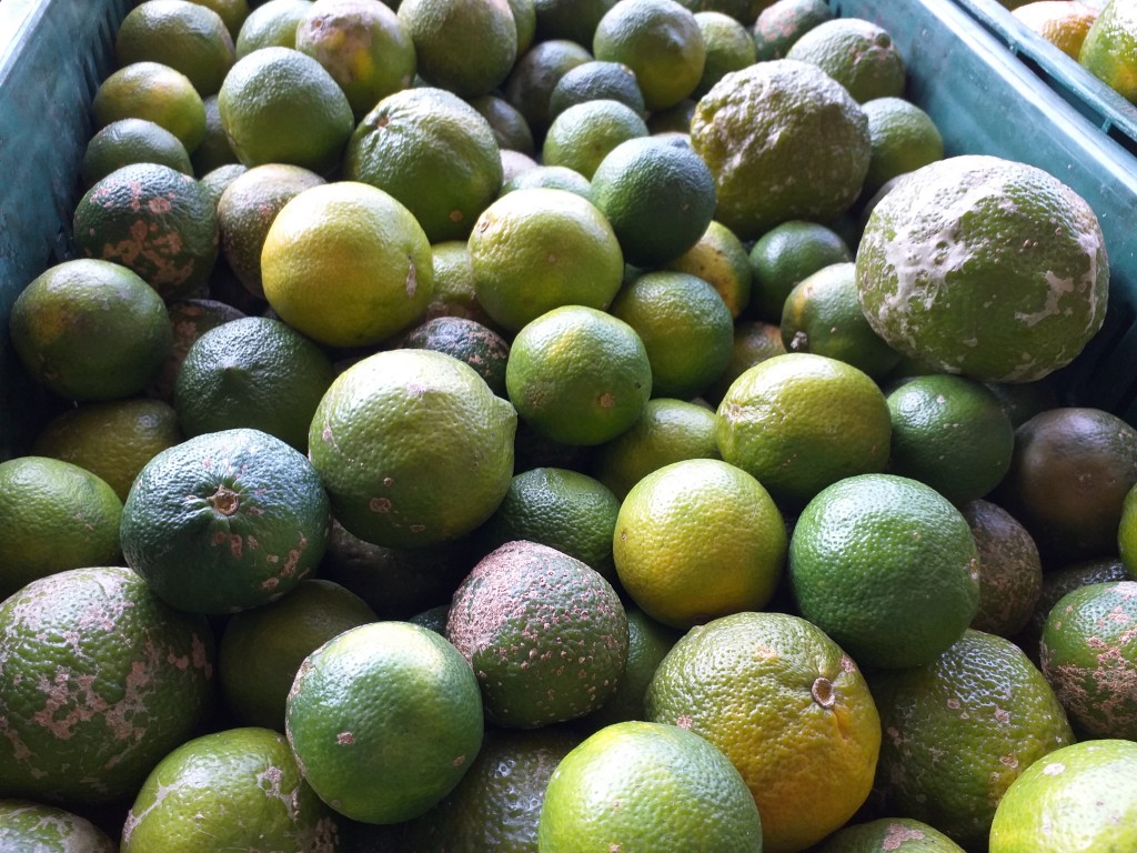Limon mandarino
