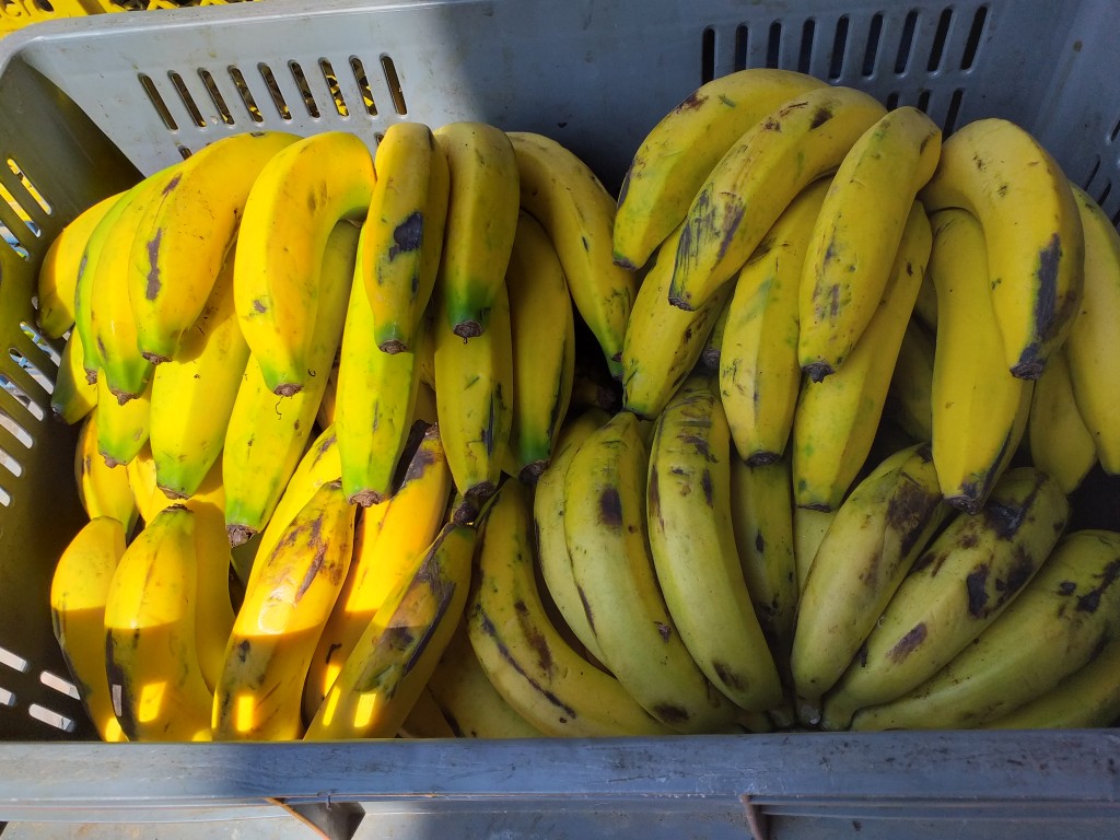 Banano