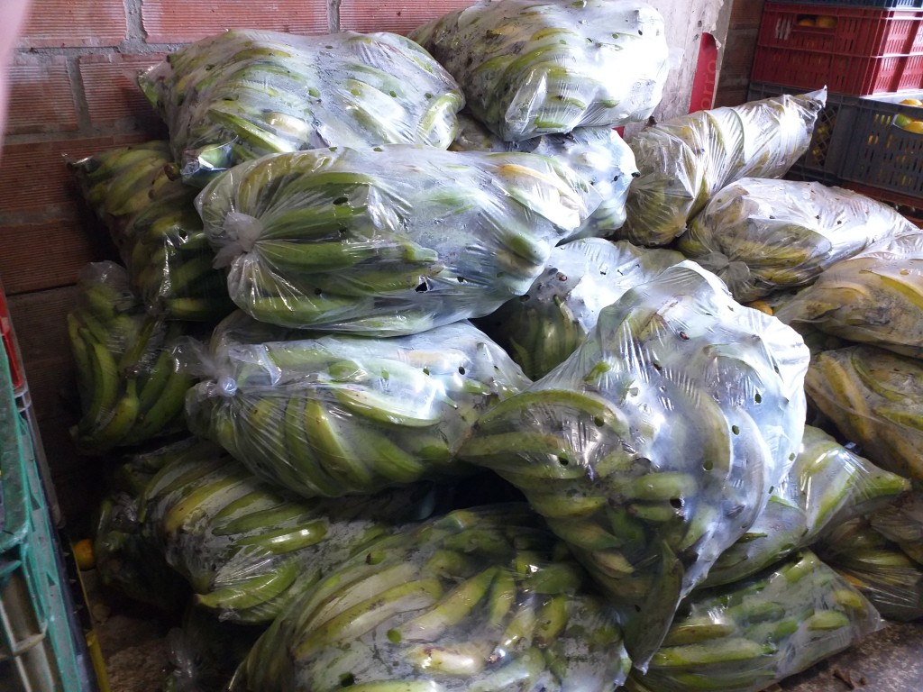 Platano Verde