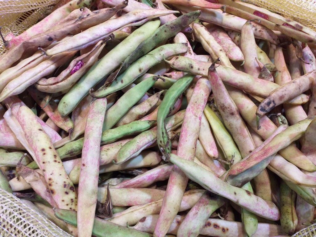 Frijol verde en vaina