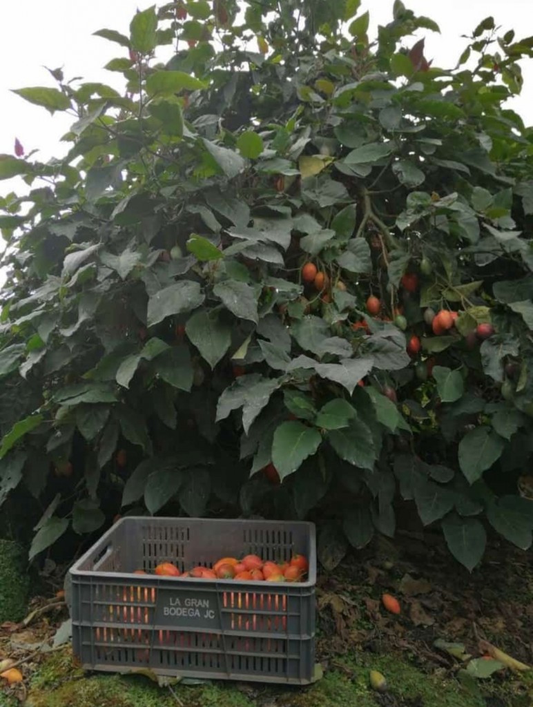 Tomate de árbol 1ra