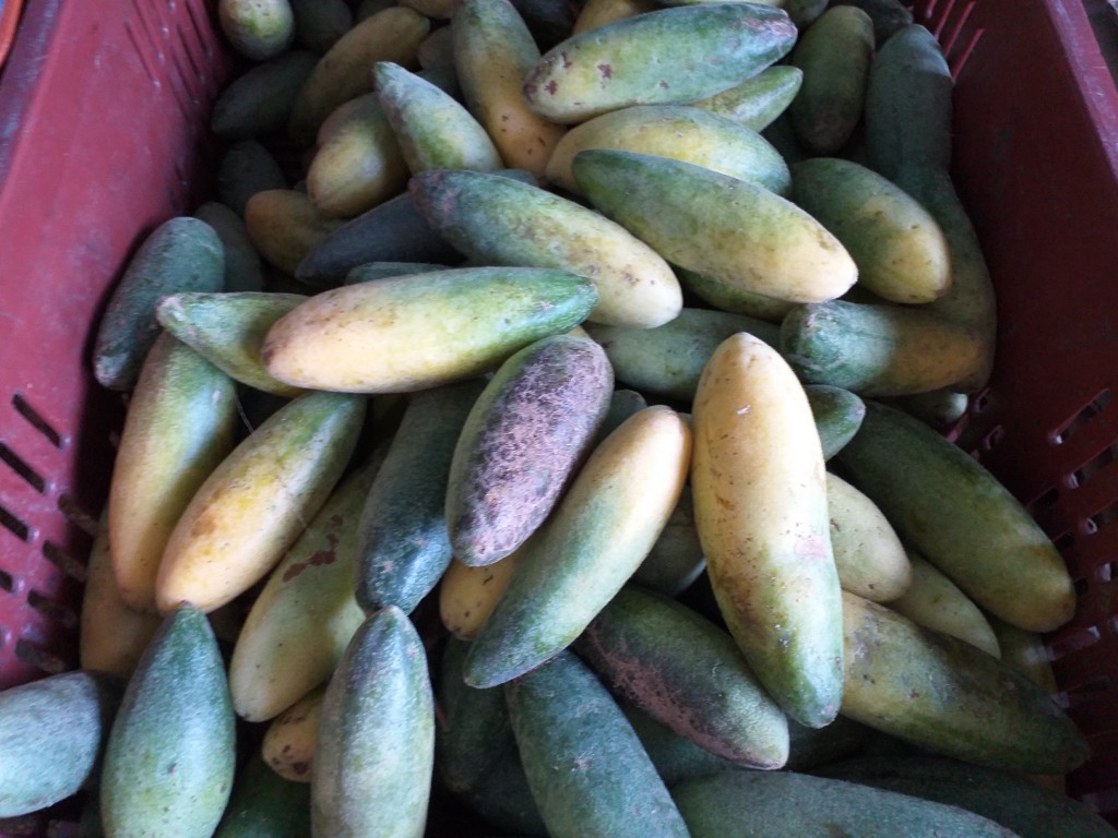 Curuba