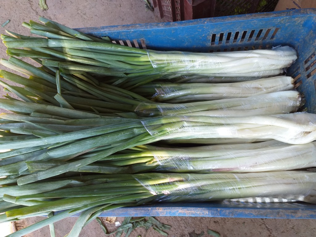 Cebolla junca