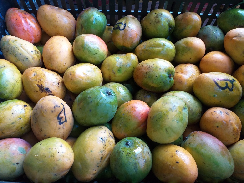 Mango criollo