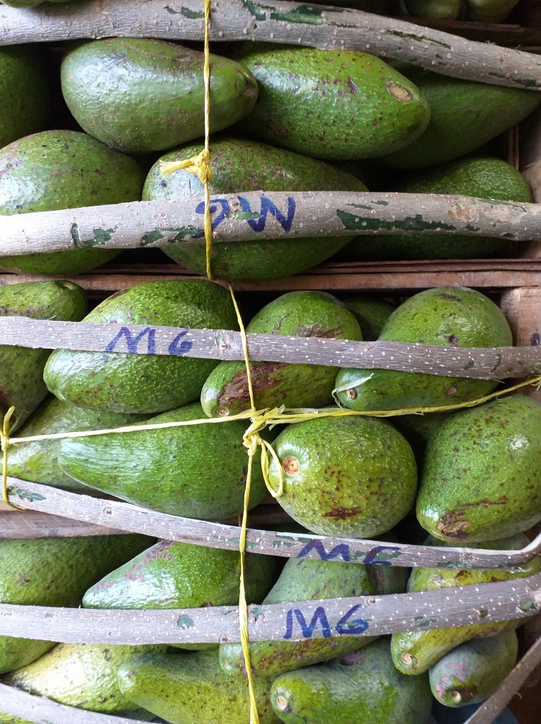 Aguacate criollo