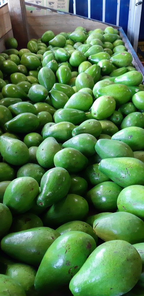 Aguacate papelillo