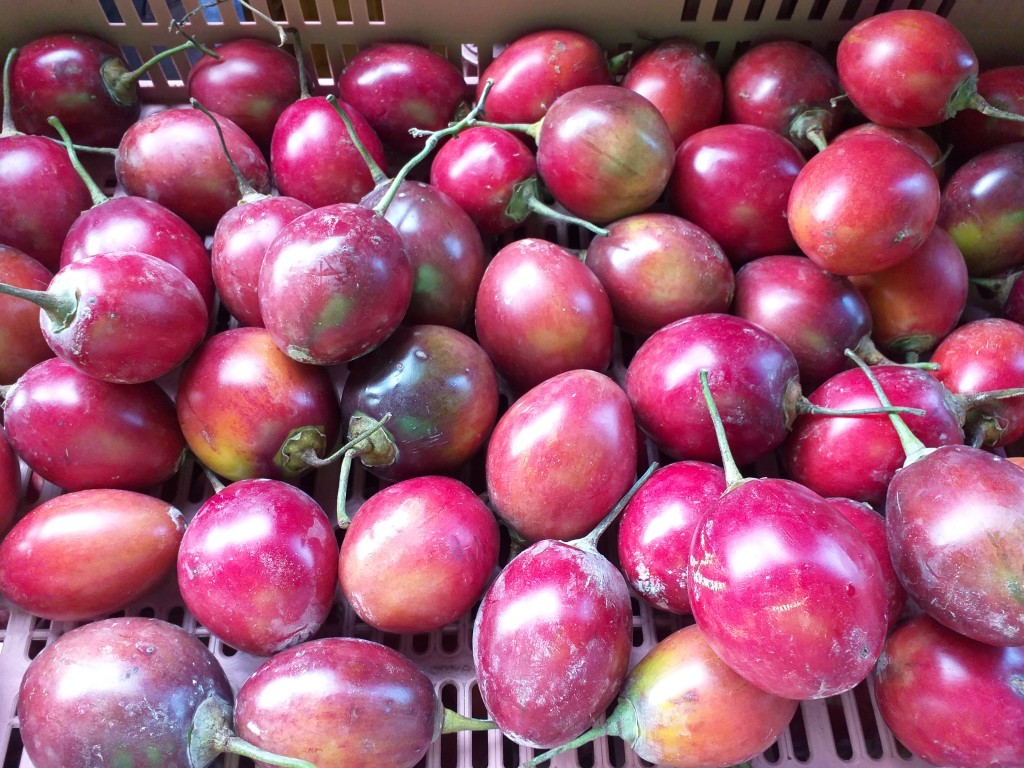 Tomate arbol injerto