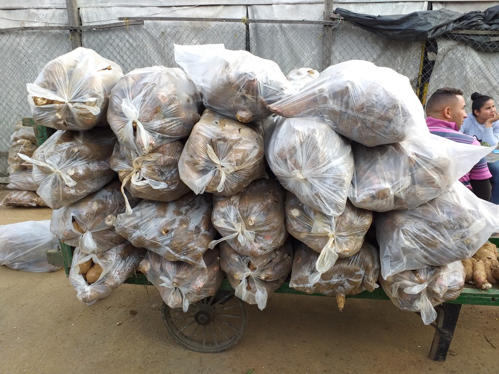 Yuca copi blanca ( cuero Sapo)