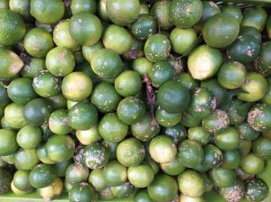 Limon mandarino