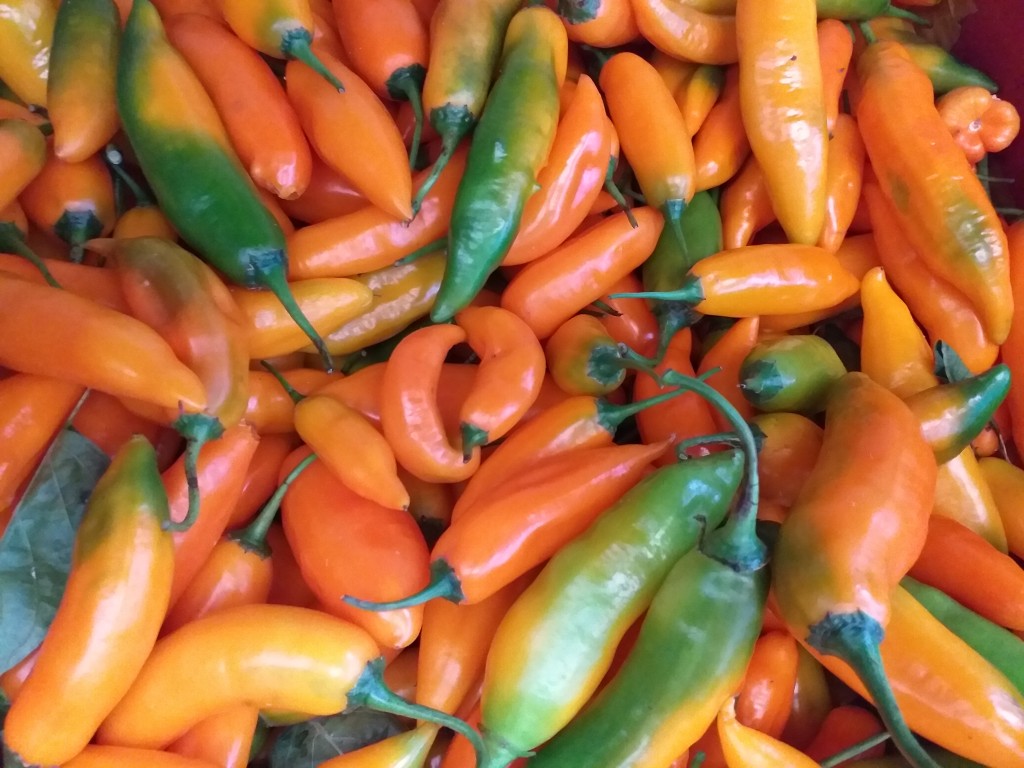 Aji ref peruano