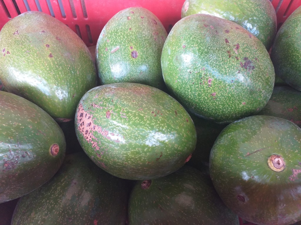 Aguacate choquette