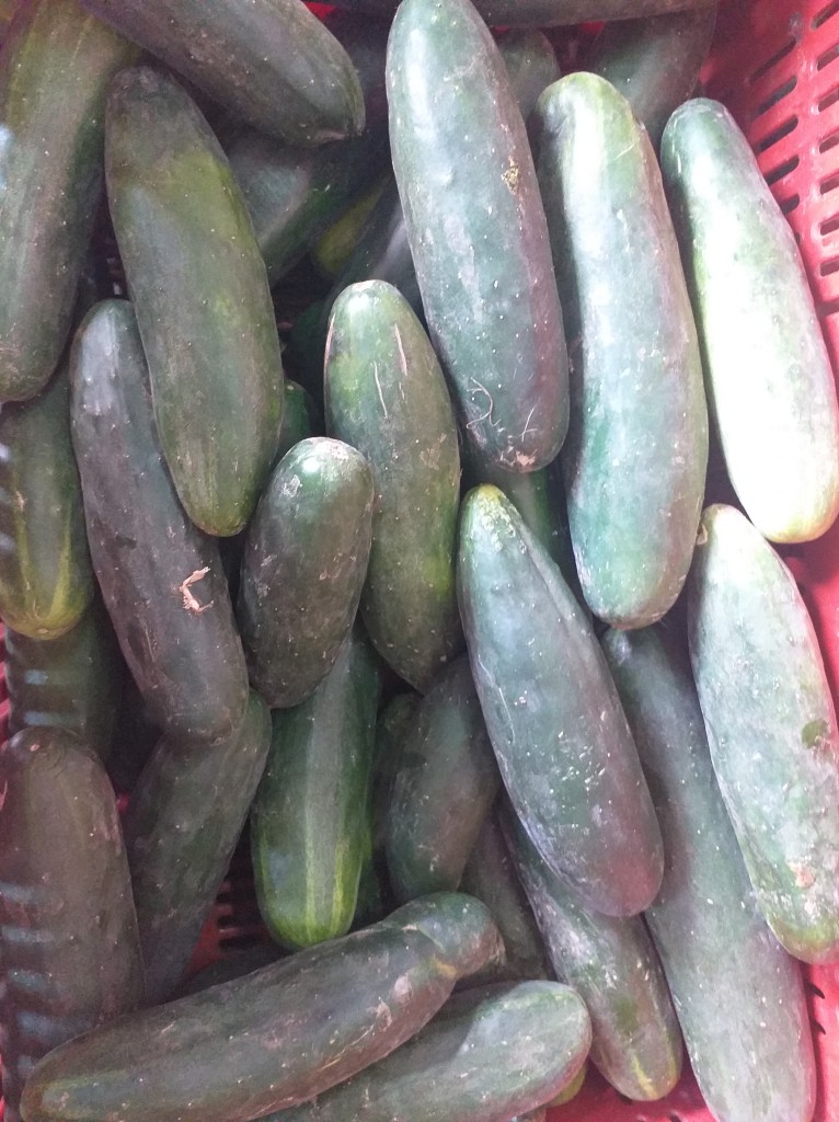 Pepino cohombro