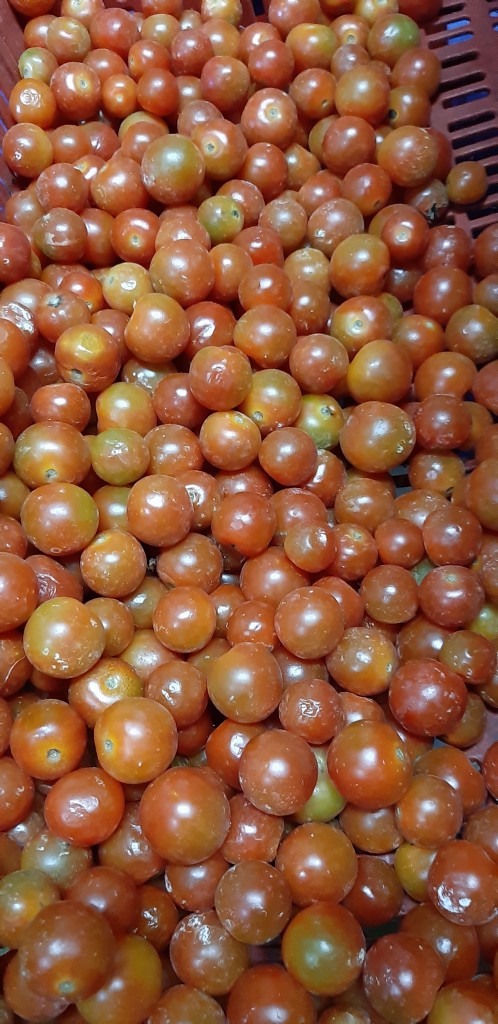 Tomate cherry