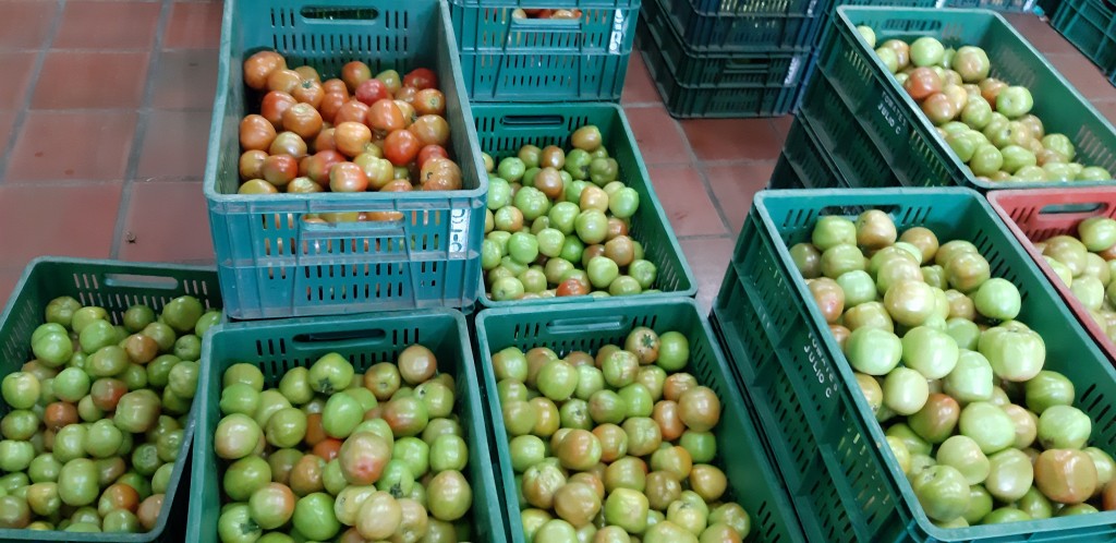 Tomate chonto grueso
