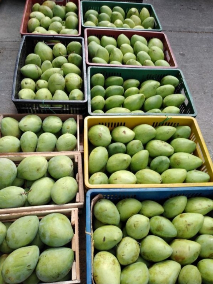 Mango filipino