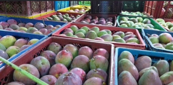 Mango farchi