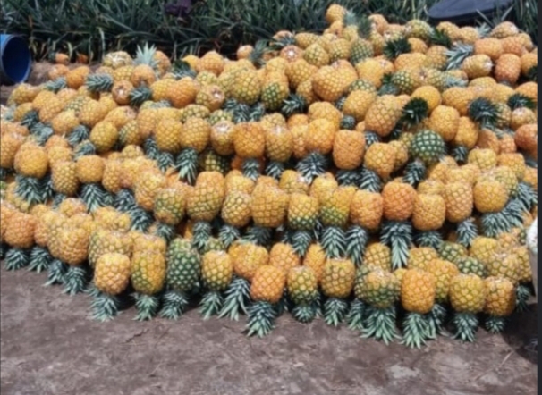 Piña oromiel 2da