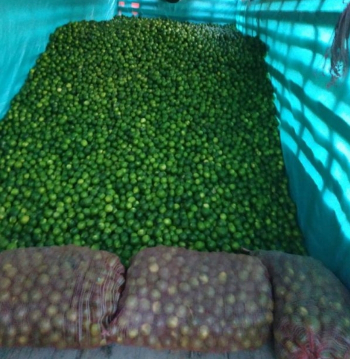 Limon tahiti