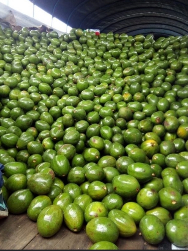 Aguacate choquette