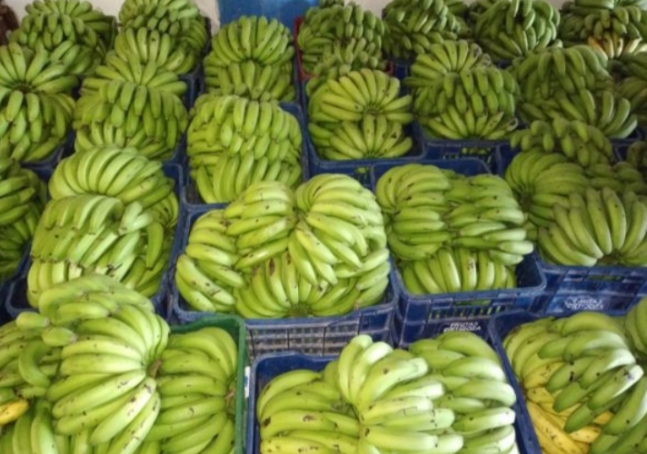 Banano criollo