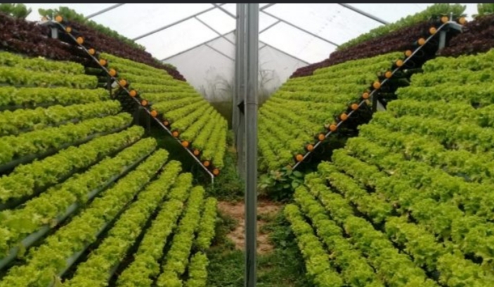 Lechuga crespa