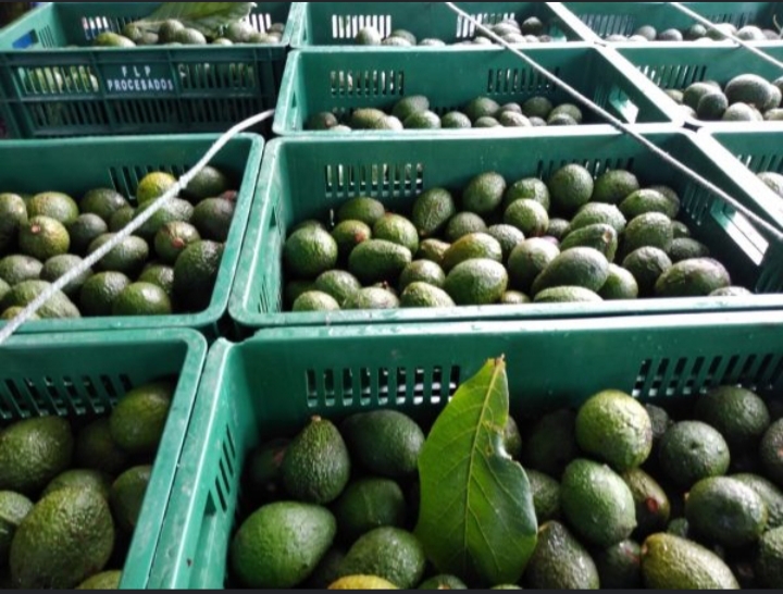 Aguacate hass de 1ra