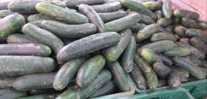 Pepino cohombro